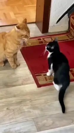 mentahan kucing