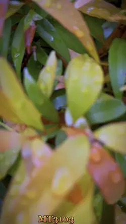 Naturalmother 