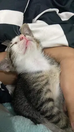 กาฟิวเป็นแมวที่น่ารักมั๊คๆ🤣🐱