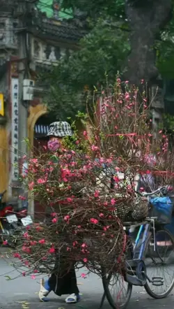 Nhạc Tết xịn 