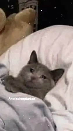Sige - Sliz
