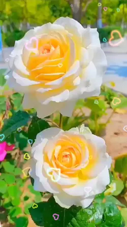 Hát Mừng Xuân