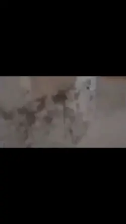 bismillah