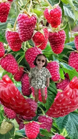 Bochil Raspberry