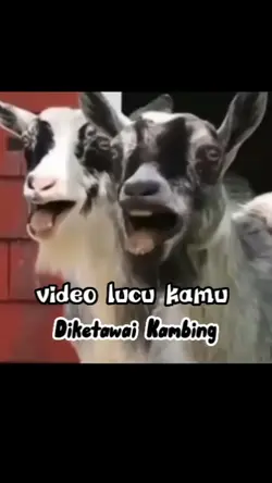 video lucu kamu