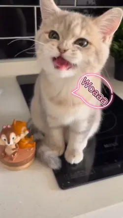 Mèo cưng woaaaa
