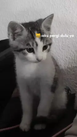 good bay cat