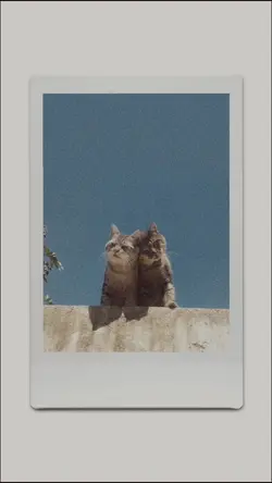 Vibes Polaroid