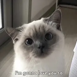 cutie cat