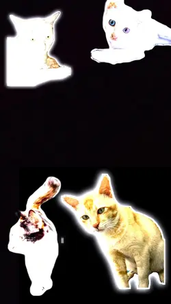 #KucingPintar