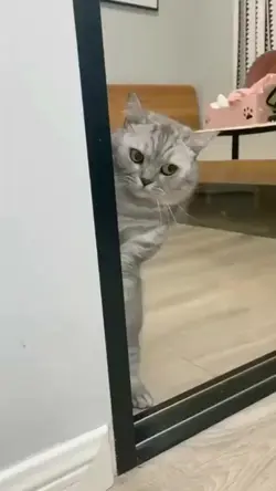 mentahan kucing