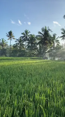 Suasana pagi