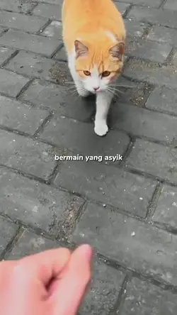 random ngakak