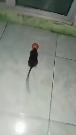 Topeng tikus