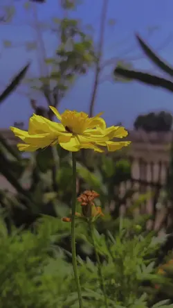 Lagu aceh 