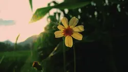 1 ảnh ngang