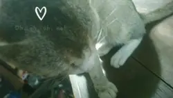 Meow Meow