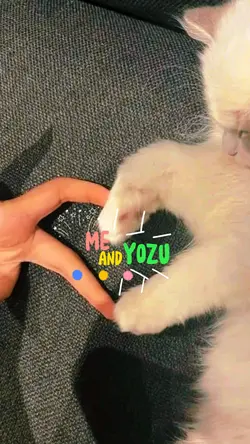 Cat Lovers
