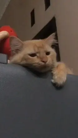 Kucing Oyen