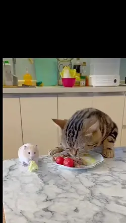 tom n jerry