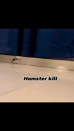 Hamster intro