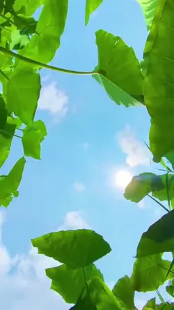 SLOW THIÊN NHIÊN 