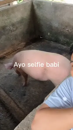 Babi ayo selfie