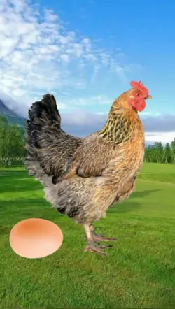Ayam Bertelur 