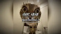 NHẠC MEME