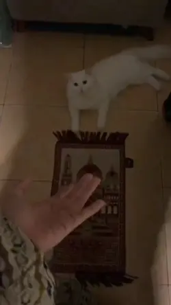 kucing pintar