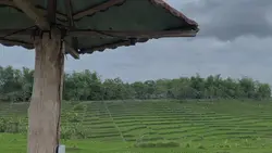 Videography