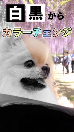 #capcut教室
