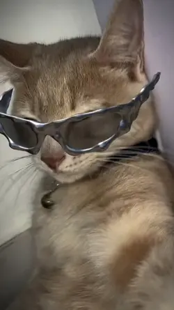 velocity cat