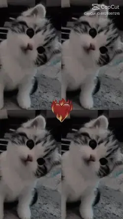 ดอกกุหลาบผล