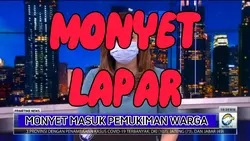 MONYET LAPAR
