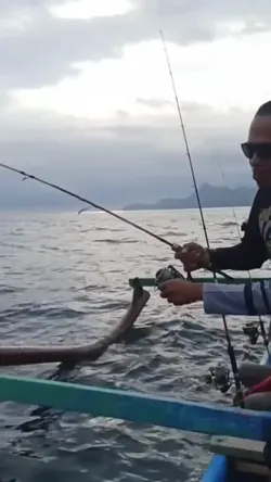 MANCING MANIA