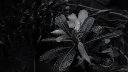 video black white