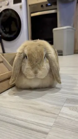 🤪