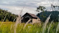 suasana di hutan