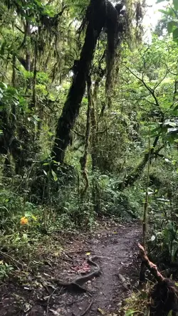hutan rimba
