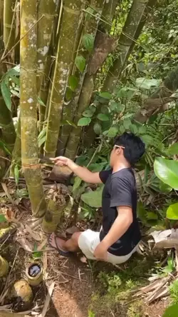 potong bambu |viral