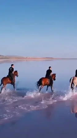 berkuda