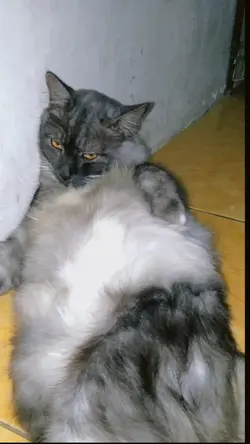 videolagu