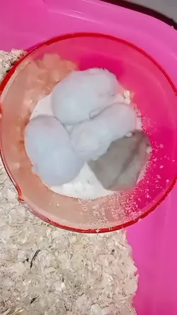 baby hamster