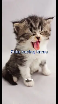 Mood kucing