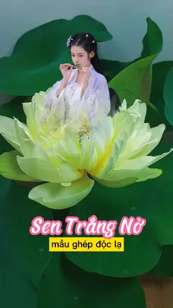 Sen Trắng Nở