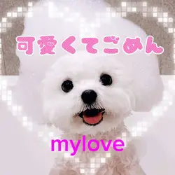 可愛くてごめん