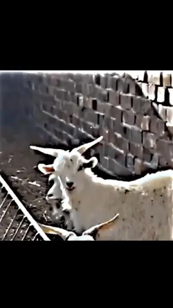 Foto Kamu/Kambing