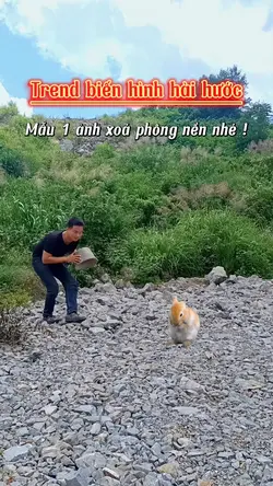 Trend biến hình 