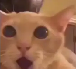 sốc vãi mèo